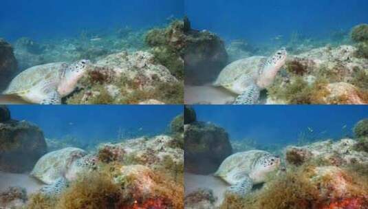 海龟，海洋，海洋生物，水下高清在线视频素材下载