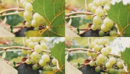 绿葡萄特写高清在线视频素材下载
