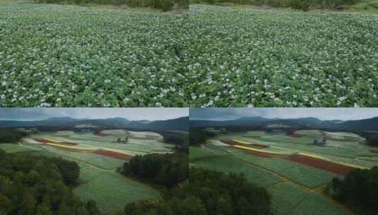 农业粮食丽江洋芋种植耕地田野高清在线视频素材下载