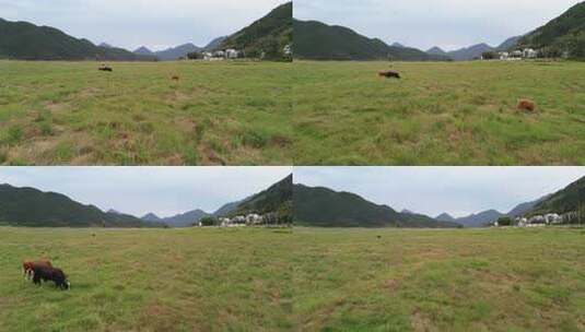 大草地牛吃草航拍高清在线视频素材下载