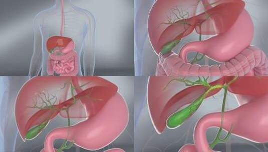 胆囊胆汁 消化系统 肝脏 消化肠胃高清在线视频素材下载
