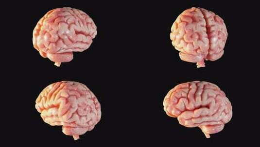 3D大脑旋转孤立在黑色背景循环动画高清在线视频素材下载