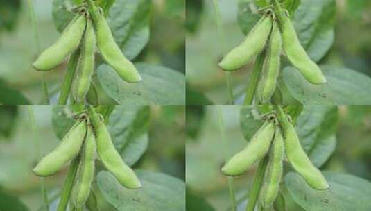 种植的农作物大豆黄豆高清在线视频素材下载