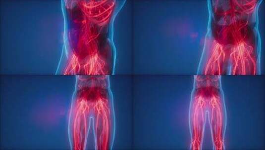 人体血管高清在线视频素材下载