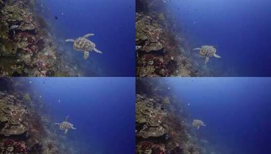 海底海龟近距离拍摄高清在线视频素材下载