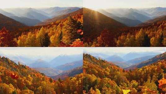 秋叶纷飞 金黄满地 层林尽染山峦高清在线视频素材下载