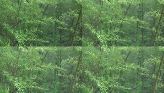 下雨天茂密的竹林枝叶繁茂生机勃勃的景象高清在线视频素材下载