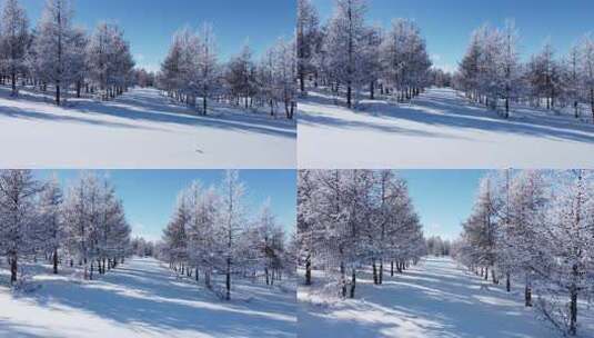 雪后树林美景，银装素裹的冰雪世界高清在线视频素材下载