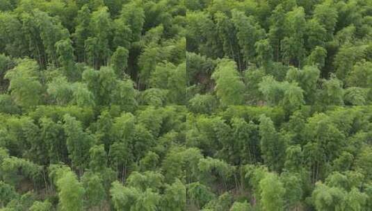 高山上的绿色竹林竹子高清在线视频素材下载