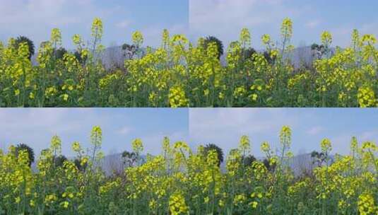 春天的油菜花田高清在线视频素材下载