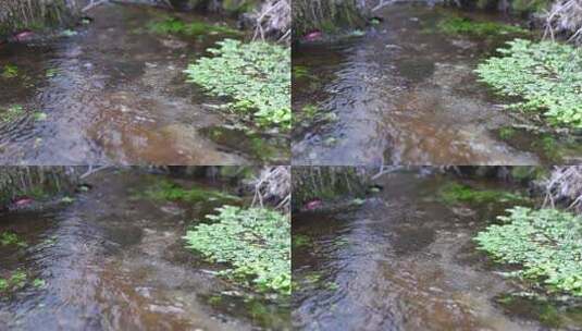 水面漂浮绿色植物特写高清在线视频素材下载