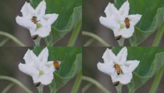 甜蜜夏日：蜜蜂轻舞蒲瓜花间，采蜜升格特写高清在线视频素材下载