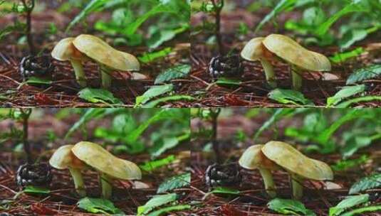 夏天雨后树林地上冒出的野生菌蘑菇高清在线视频素材下载