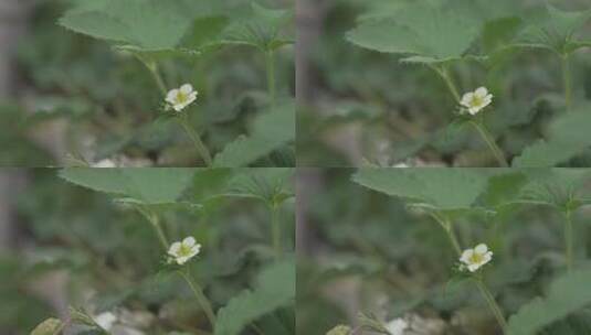 草莓/草莓采摘高清在线视频素材下载