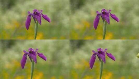 春天的花蕊花朵绽放高清在线视频素材下载