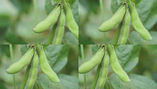 种植的农作物大豆黄豆高清在线视频素材下载