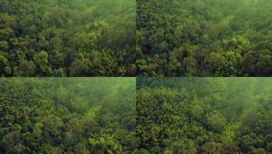 竹树林俯视高清在线视频素材下载