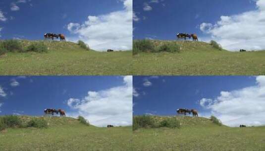 大草原 远山 牦牛 低角度 黄牛 奶牛高清在线视频素材下载