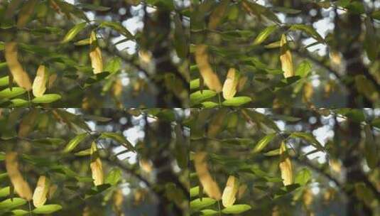 树叶与阳光的特写视图高清在线视频素材下载