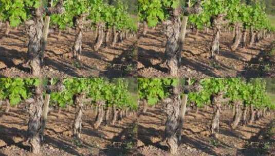 葡萄酒种植区高清在线视频素材下载