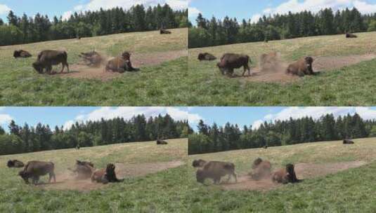 路过尘土中的野牛高清在线视频素材下载