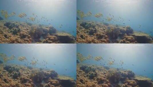 海底的鱼群和珊瑚高清在线视频素材下载