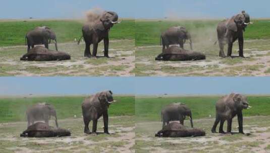 大象在洗沙尘浴高清在线视频素材下载