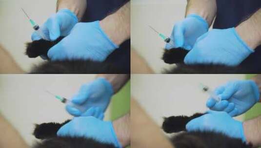 兽医给猫注射高清在线视频素材下载