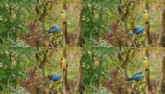 树枝上的两只蓝鹦鹉高清在线视频素材下载