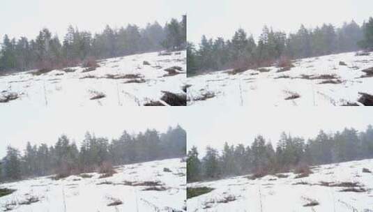 森林里下着大雪高清在线视频素材下载