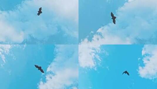 老鹰在天空中飞翔高清在线视频素材下载