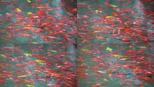 公园池塘里的锦鲤高清在线视频素材下载