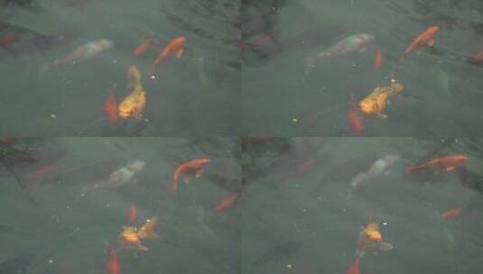 锦鲤鱼观赏鱼高清在线视频素材下载