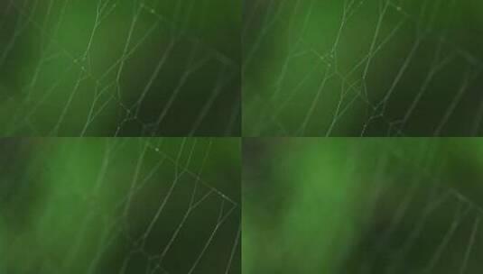 看不见的网上的蜘蛛高清在线视频素材下载