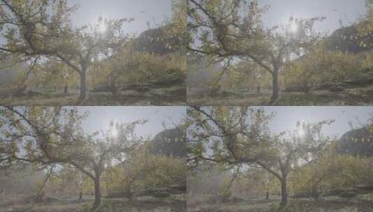 秋季金色树叶LOG高清在线视频素材下载