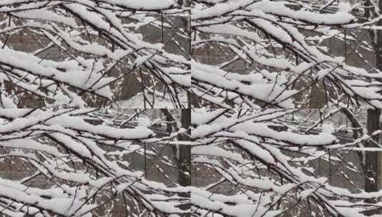 【镜头合集】鹅毛大雪雪景树枝上的积雪高清在线视频素材下载