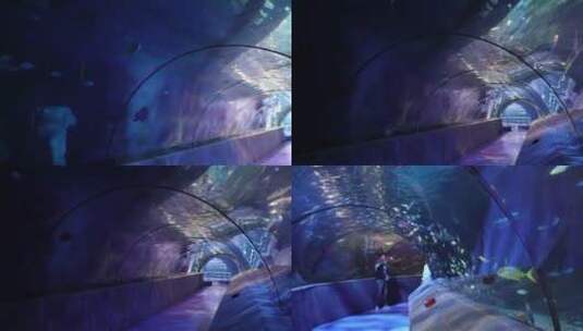 【镜头合集】海底隧道海洋馆水族馆高清在线视频素材下载