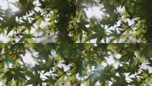 树林 阳光 树叶 温暖高清在线视频素材下载