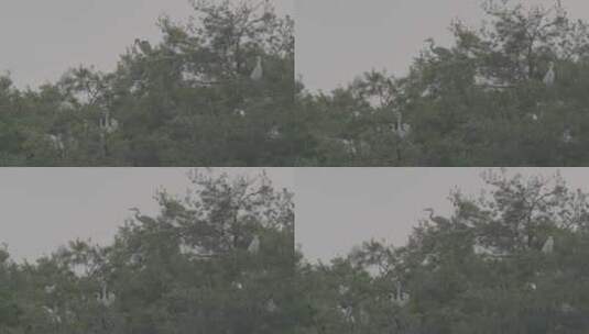 白鹭苍鹭栖息地树尖上的巢穴LOG高清在线视频素材下载