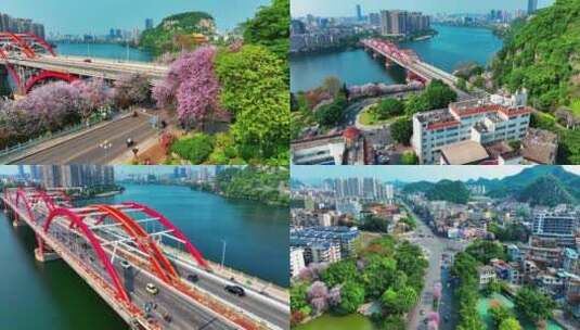 广西柳州文惠桥头紫荆花航拍及周边高清在线视频素材下载