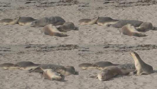 睡在沙滩上的海狮高清在线视频素材下载