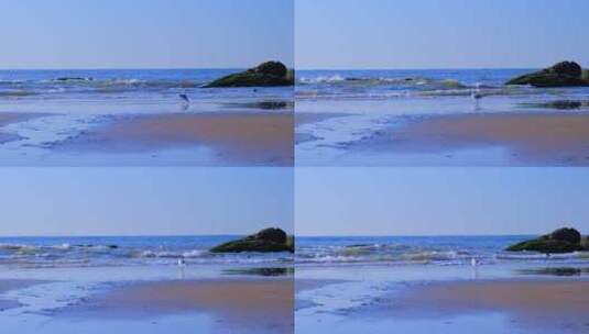 河北秦皇岛海景风光与沙滩海鸟慢镜头高清在线视频素材下载