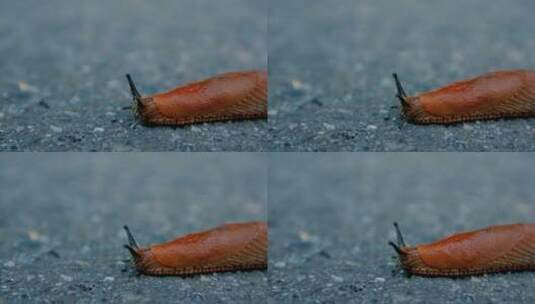 红色的小蜗牛在地上慢慢爬高清在线视频素材下载