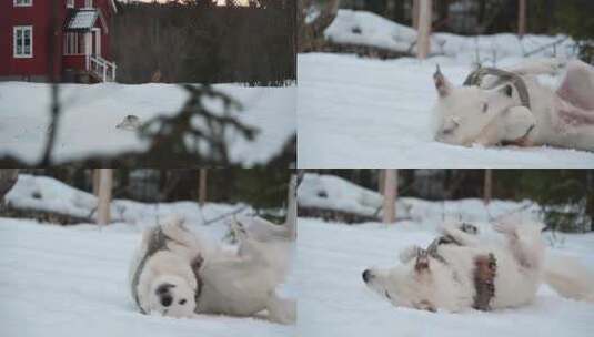 冬季小狗在雪地打滚玩耍高清在线视频素材下载