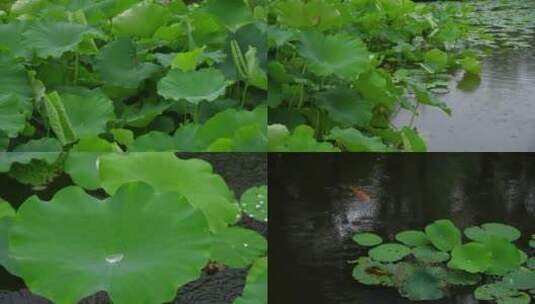 雨天荷花荷叶水珠雨滴雨景高清在线视频素材下载