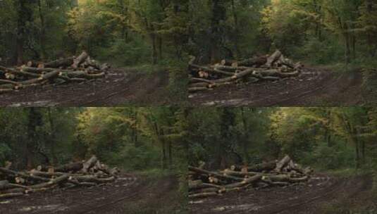 树林边被砍伐的树木高清在线视频素材下载