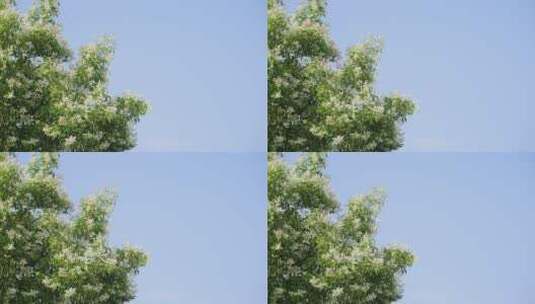 蓝天阳光树叶唯美意境高清在线视频素材下载