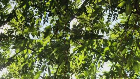 树荫风吹树叶夏天静谧阳光天空自然风光高清在线视频素材下载