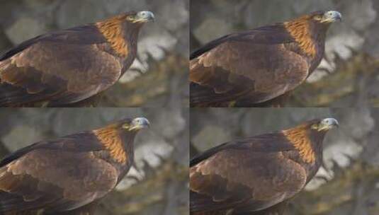 4k野外的鹰高清在线视频素材下载