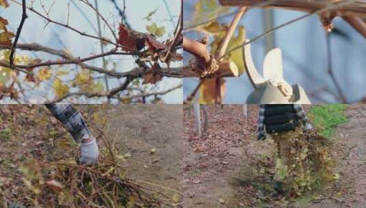 园丁修剪葡萄架枝叶高清在线视频素材下载